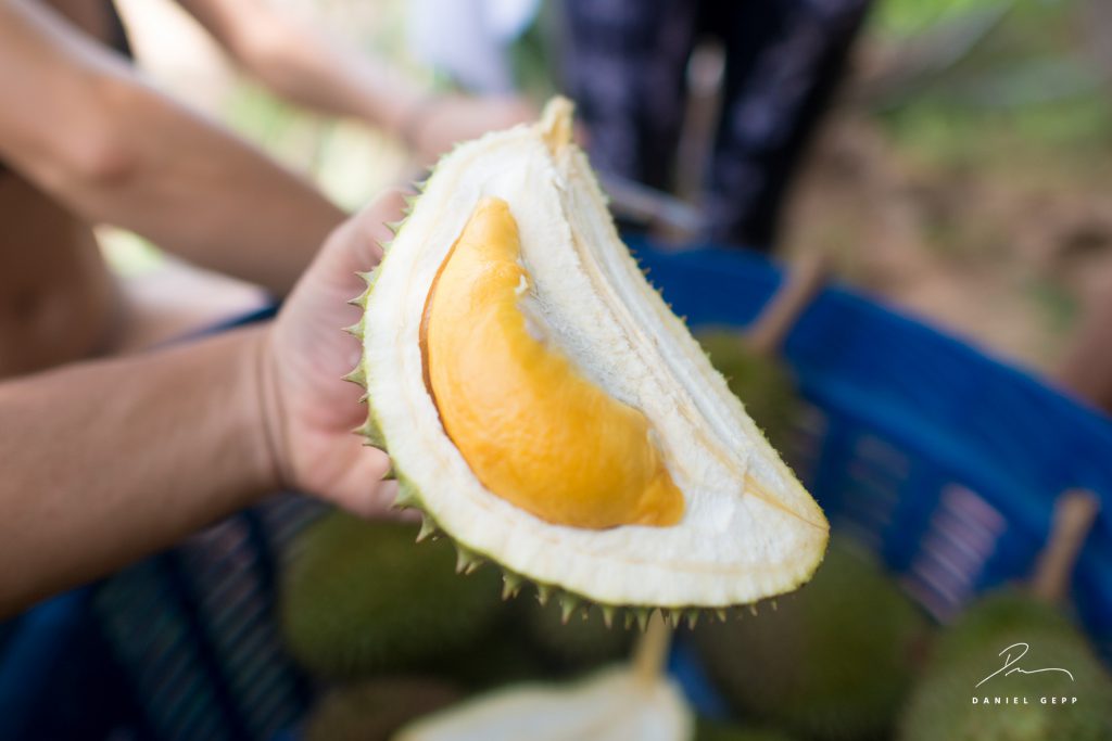 Fruitarian Adventure Retreat Thailand - Chanthaburi's Famous Orange Flesh Durian